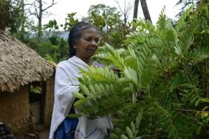 Medicinal Plant