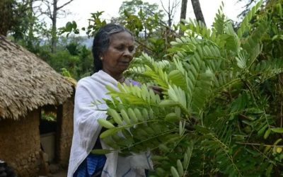 Medicinal Plant